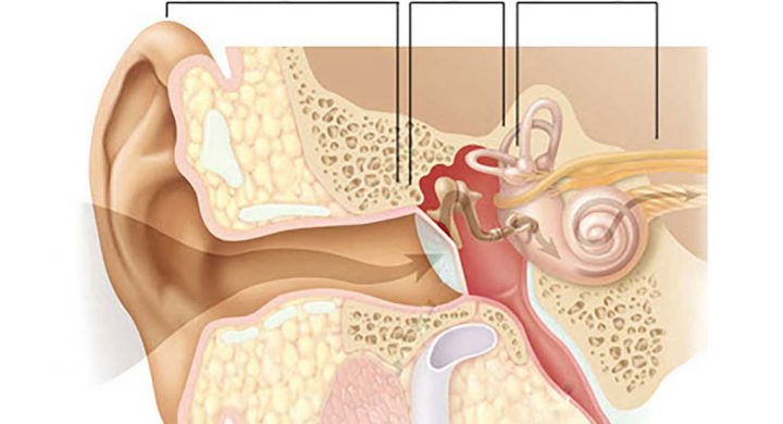 Các chức năng sinh lý của tai