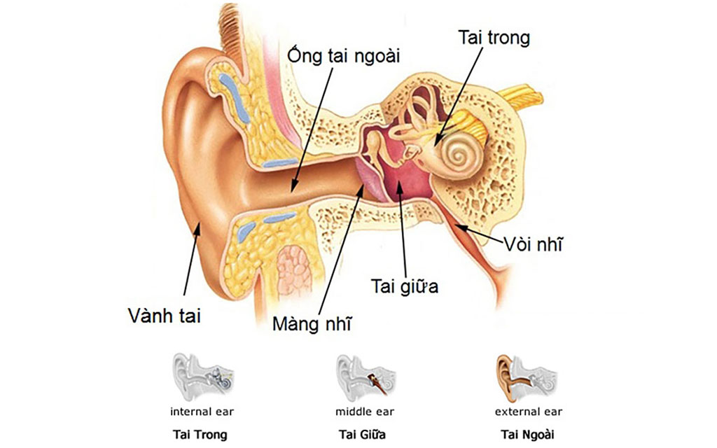 Sơ lược giải phẫu tai