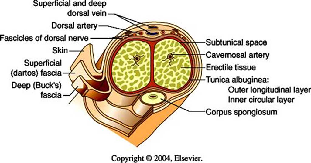 Vai trò của dây thần kinh lưng dương vật